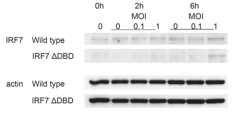 Induction of IRF7 protein after HSV-1 infection was determined by Western blot.jpg